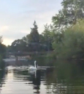 Swans on The Ouse seen from the Cruise